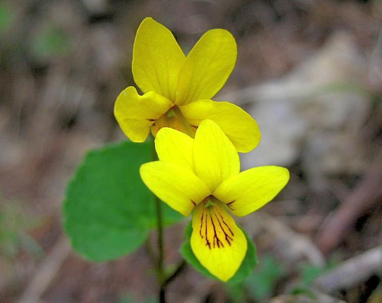 Viola biflora / Viola gialla